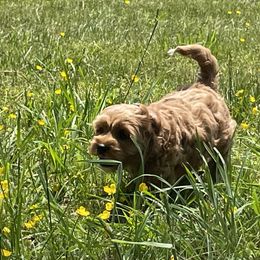 Australian Labradoodle Puppies from Wild Daisy Labradoodles