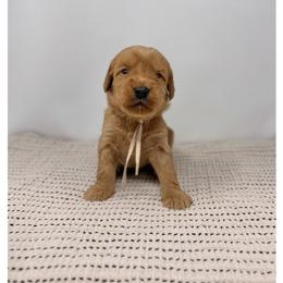 Picholine - Red male Australian Labradoodle puppy in Sacramento, California from Little Farmstead Labradoodles