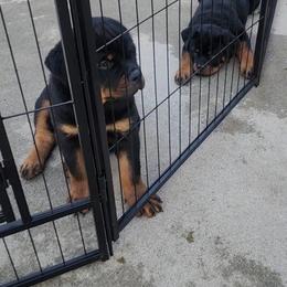 Girl 1 - Black and mahogany female Rottweiler puppy in San Bernandino, California from VON DER SENTINEL