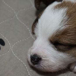 Russell Terriers from Finnabair-Anu Russell Terriers
