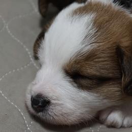Russell Terriers from Finnabair-Anu Russell Terriers