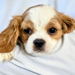 Cavalier King Charles Spaniel Puppies from Dixie Bass