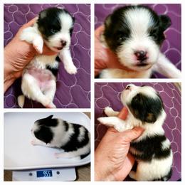 Betty - Black parti female Pomeranian puppy in Forsyth, Illinois from Amazing Grace Pomeranians