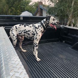 Brazil - Dalmatian