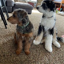 Aussiedoodle All Grown Up from White Pine Farm
