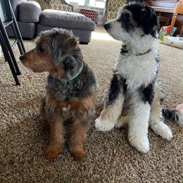 Aussiedoodle All Grown Up from White Pine Farm