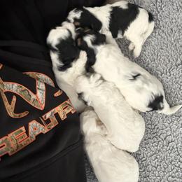Pick 1 Girl - Tri-color female Cavapoo puppy in Mona, Utah from Hearts Full of Puppies