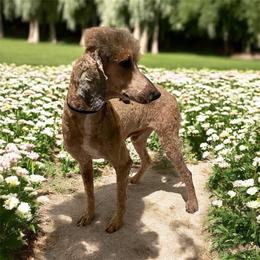FINN - Sable male Poodle puppy in Charlo, Montana from Heavenly Hilltop Farm