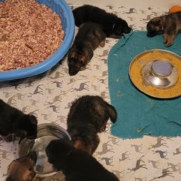 German Shepherd and Pembroke Welsh Corgi Puppies from Muddy Paws Corgis / Von Blake's Gedächtnis German Shepherds