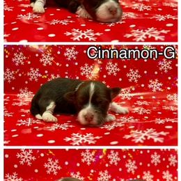 Havanese Puppies from Havareese Havanese