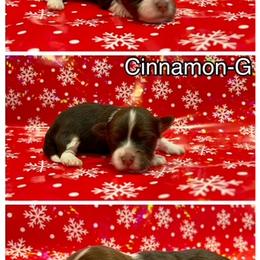 Havanese Puppies from Havareese Havanese