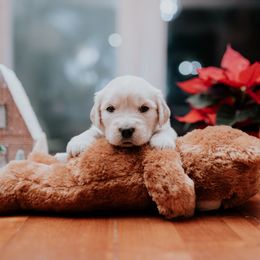 Girl 2 - Golden Retriever puppy in Byron Center, Michigan from Little House on the Farmie