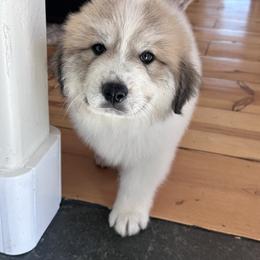 Great Pyrenees Puppies from McCarthy Ranchette LLC