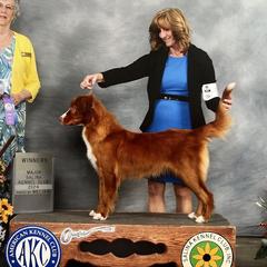 Trixi - Nova Scotia Duck Tolling Retriever
