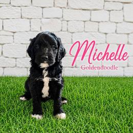 Double Doodle, Goldendoodle, and Labradoodle Puppies from Godley Doodles Of Texas