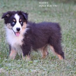 Harry - Black tri male Miniature Australian Shepherd puppy in Patterson, North Carolina from DreamLine Aussies