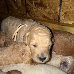 Maroon Collar - Apricot male Goldendoodle puppy in Winchester, Tennessee from Mahaffey’s Doodles