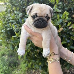 Max - Fawn Pug puppy in Matthews, North Carolina from Pugs & Loves