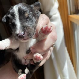 Boy 1 - Shetland Sheepdog puppy in Buffalo, Minnesota from Gulstad’s Shelties