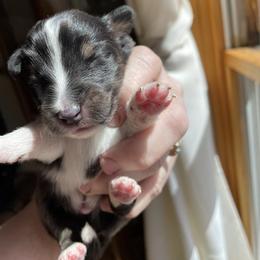 Boy 1 - Shetland Sheepdog puppy in Buffalo, Minnesota from Gulstad’s Shelties