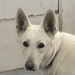 Pixi - German Shepherd