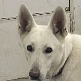 Pixi - German Shepherd