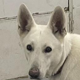 Pixi - German Shepherd