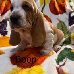 Boon - Red and white male Basset Hound puppy in Ringling, Oklahoma from BnL Bassets
