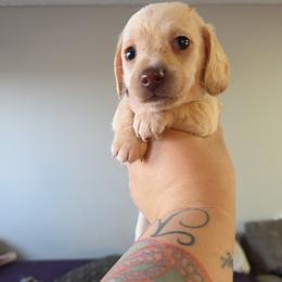 Dachshund puppies from One Love Doxies