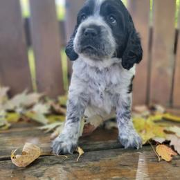 Callaway - Black and white male English Springer Spaniel puppy in Saginaw, Michigan from Kemerer Springers