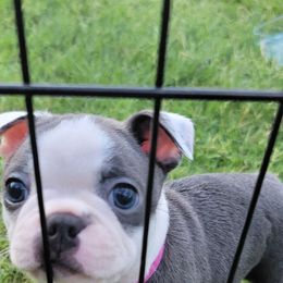 Boston Terrier Puppies from Sooner Bred Bostons