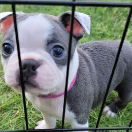Boston Terrier Puppies from Sooner Bred Bostons