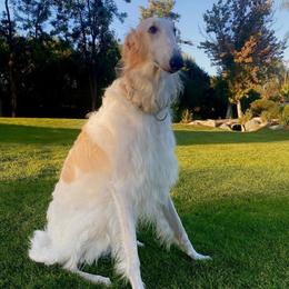 Barin - Borzoi