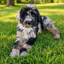 Nathan - Merle male Bernedoodle puppy in Spring Valley, Wisconsin from Filipiak Breeders