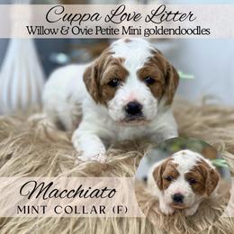 Deposit spot 1 - Red  male Goldendoodle puppy in Watertown, New York from True Friend Doodles