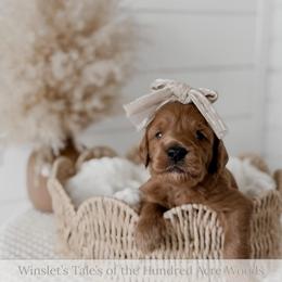 Thistle Patch - Red  female Goldendoodle puppy in Roanoke Rapids, North Carolina from Sweeter than Honey Doodles