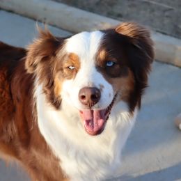 Reba - Australian Shepherd