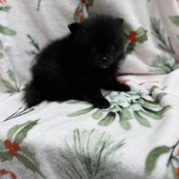 Squiggy - Black male Pomeranian puppy in Kosciusko, Mississippi from Prancing Poms