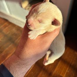Boy 2 - Wheaten male Miniature Schnauzer puppy in Alabama from Little River Miniature Schnauzers