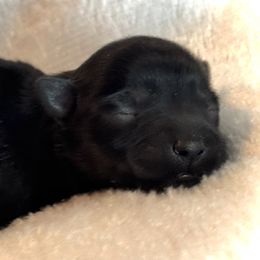 Girl 1 - Black female Miniature Schnauzer puppy in Independence, Missouri from Crown Schnauzers KC