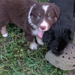 July - Red tri-color male Australian Shepherd puppy in Fort Myers, Florida from U Cross Australian Shepherds