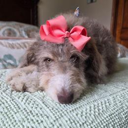 Fern - Brown and white female Aussiedoodle puppy in Buffalo, Illinois from Pear Tree Pups