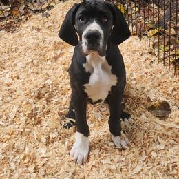 Mantle female - Mantle female Great Dane puppy in Gig Harbor, Washington from Lakaya Danes
