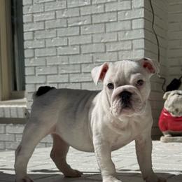 Chloe - White female Bulldog puppy in Cumming, Georgia from Happy Place Kennels