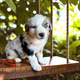 Zephyr - Blue merle male Australian Shepherd puppy in Statesville, North Carolina from Charming Australian Shepherds