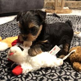 Yorkshire Terrier Puppies from Mullet Yorkies