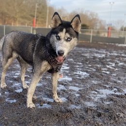 Sansa - Siberian Husky