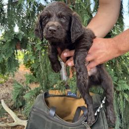 Silver - Chocolate male Boykin Spaniel puppy in Portland, Tennessee from Honey Run Boykins