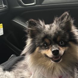 Pomeranians from Hearts Of Love