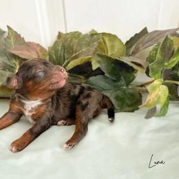 Luna F1b - Merle female Cavapoo puppy in Wamego, Kansas from Doodles of Oz